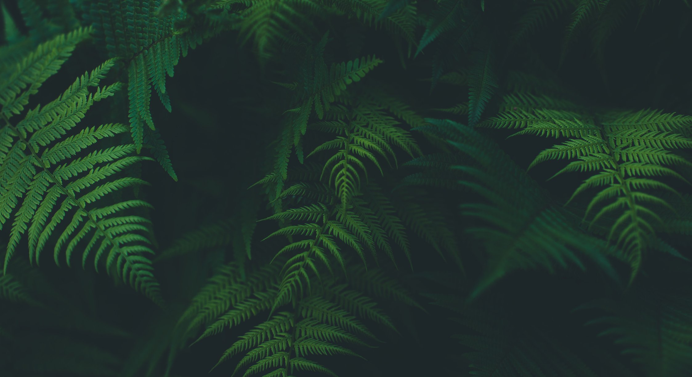 Jungle leaves background